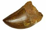Serrated, Carcharodontosaurus Tooth - Real Dinosaur Tooth #372282-1